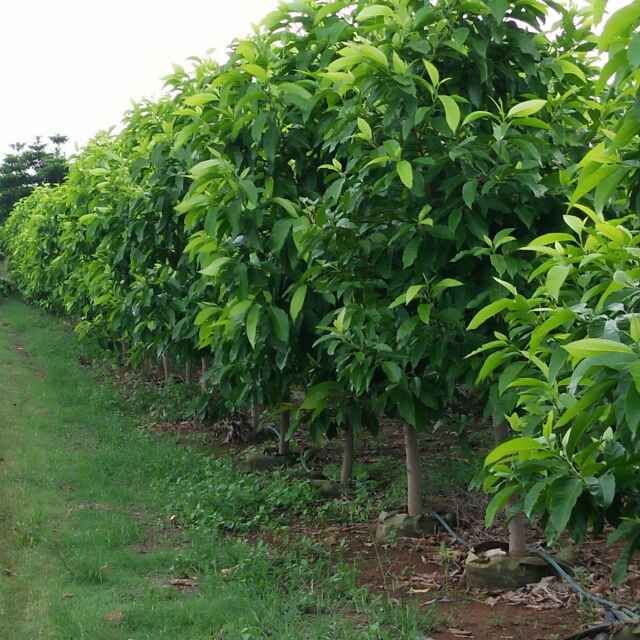 白蘭(黃桷蘭) 黃桷蘭批發(fā) 廣西白蘭花批發(fā) 南寧白蘭樹(shù)基地 廣西優(yōu)質(zhì)黃桷蘭價(jià)格 橫縣白蘭花批發(fā) 橫縣白蘭花基地