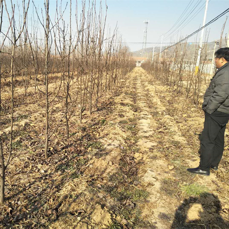 梨樹苗新高 山東梨樹苗嫁接梨樹苗批發(fā)基地 1公分2公分3公分4公分梨樹苗價(jià)格哪里有賣梨樹苗的
