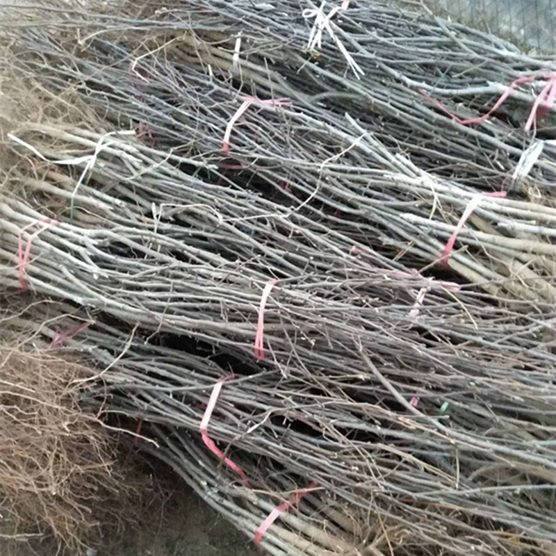 晚秋黃梨苗黃晶梨樹苗批發(fā) 1公分3公分4公分梨樹苗價(jià)格 新品種梨樹苗哪個(gè)好