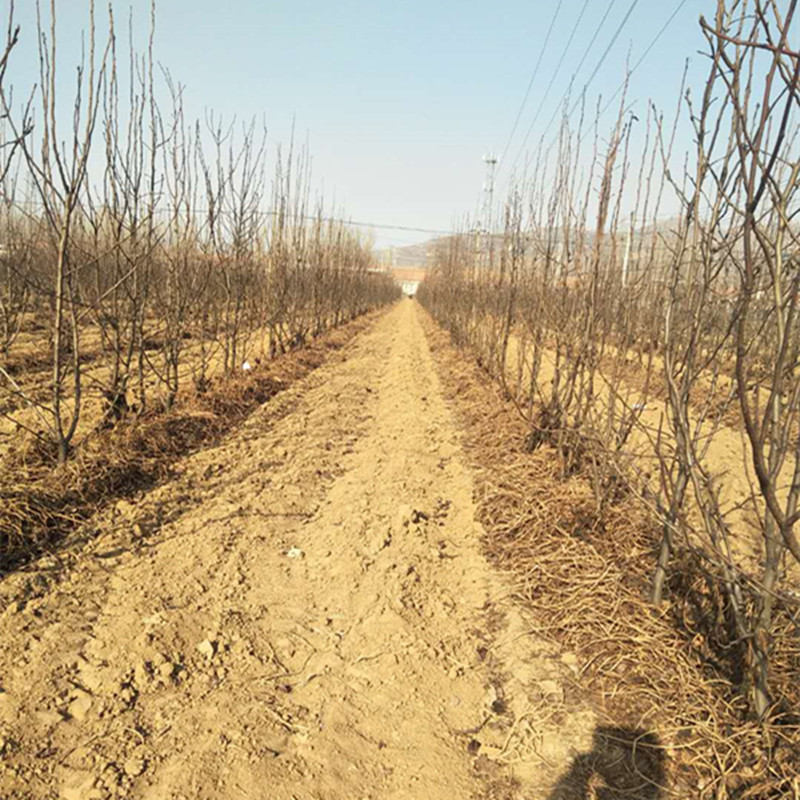 晚秋黃梨苗黃晶梨樹苗批發(fā) 1公分3公分4公分梨樹苗價(jià)格 新品種梨樹苗哪個(gè)好