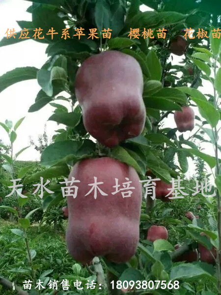 花牛蘋果苗什么時間可以種 花牛蘋果樹苗品種