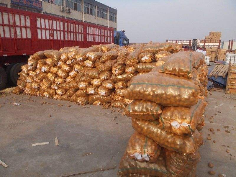 供應(yīng)馬鈴薯地膜覆蓋栽培技術(shù)/馬鈴薯種子一件60斤