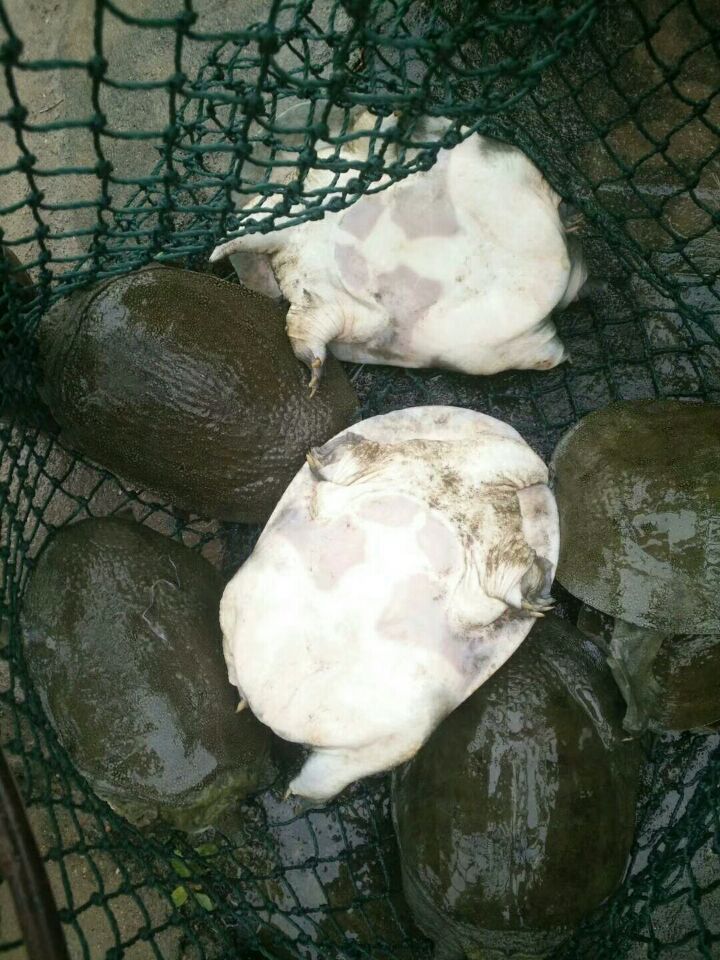 湖南長(zhǎng)沙純種中華鱉甲魚(yú)種苗養(yǎng)殖場(chǎng)大量批發(fā)出售甲魚(yú)苗價(jià)格多少錢(qián)