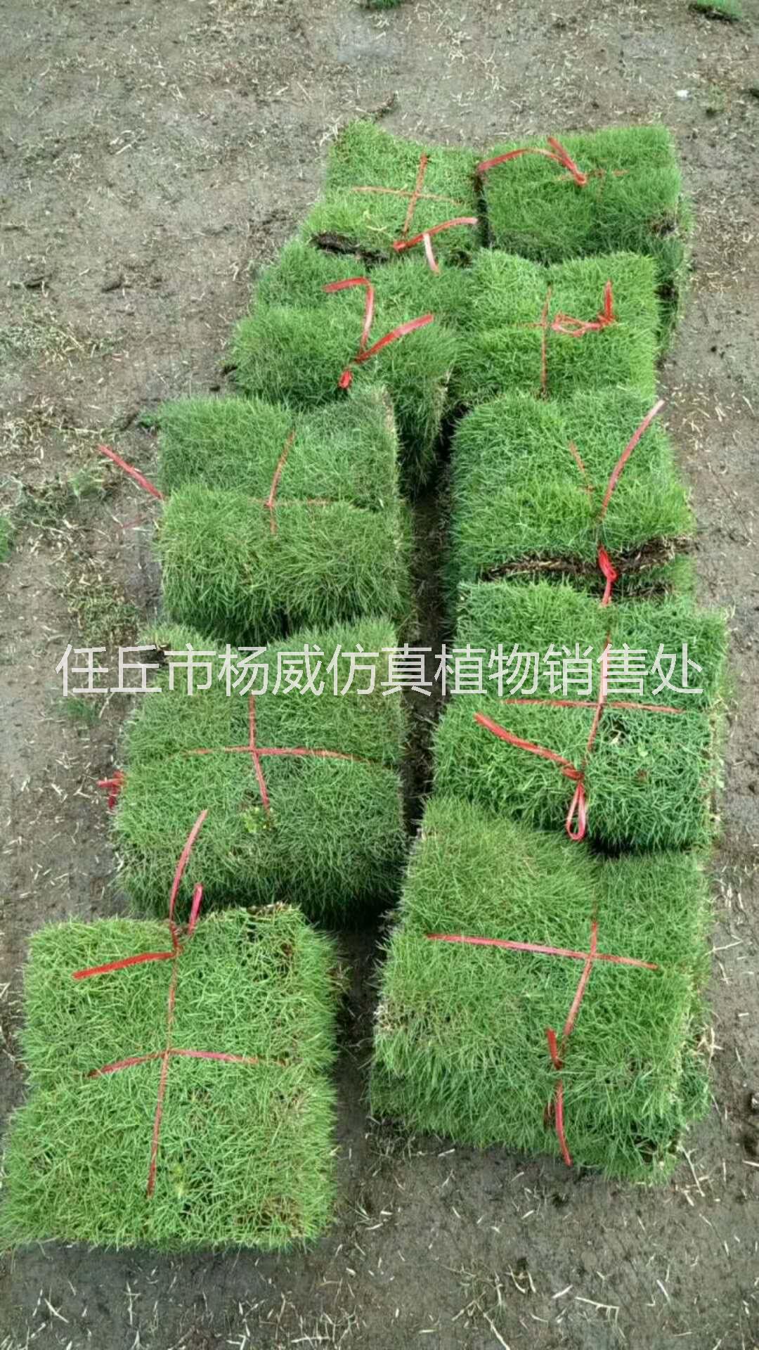 大量廣西草坪出售   廣西優(yōu)質(zhì)草坪批發(fā)    廣西草坪批發(fā)電話