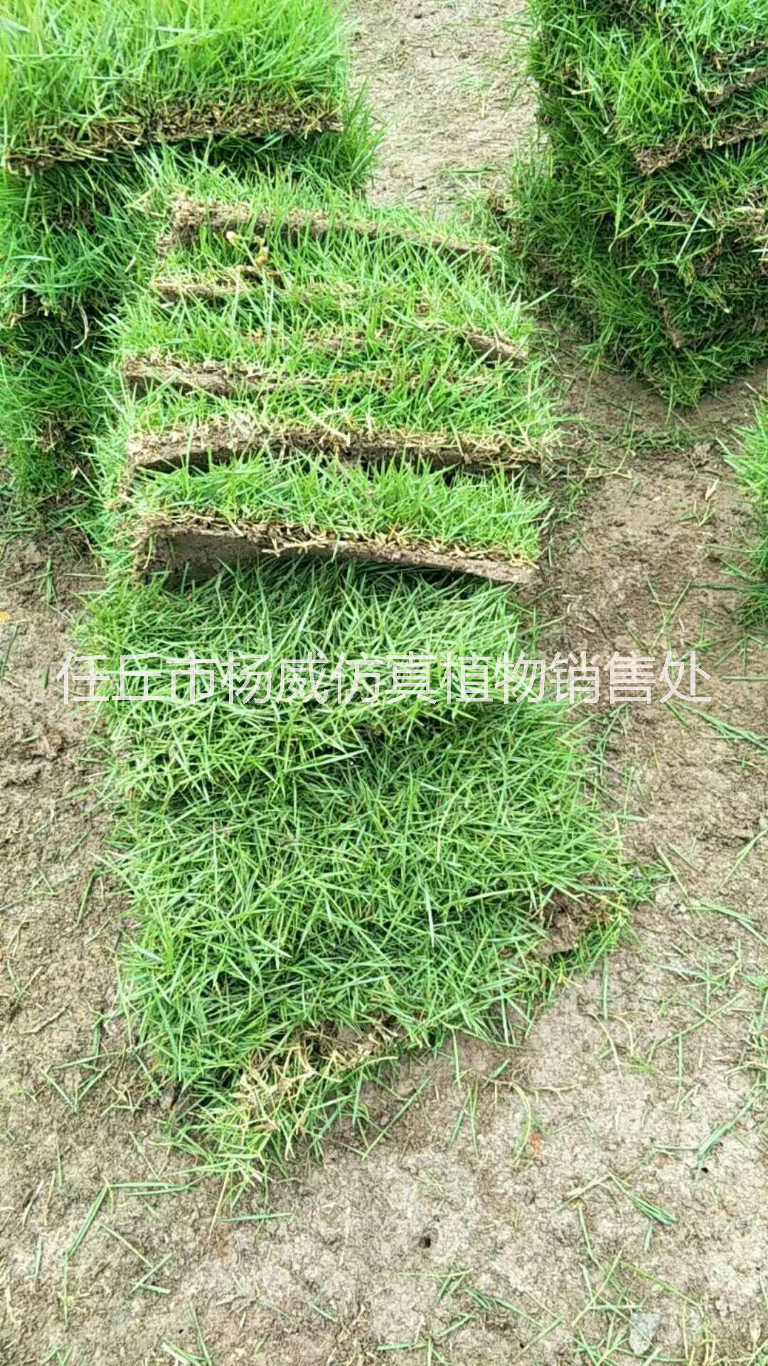 貴州草皮供應(yīng)商  貴州草皮  貴州草皮  貴州草皮