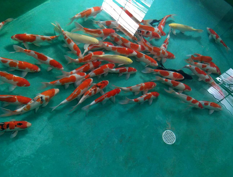 55-60公分大四家錦鯉批發(fā)