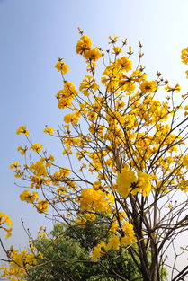 黃花風(fēng)鈴木 黃花風(fēng)鈴木批發(fā) 黃花風(fēng)鈴木供應(yīng)商