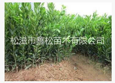 柑橘 柑橘苗 早晚熟柑橘苗 柑橘供應(yīng)商