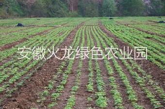 油用牡丹 油用牡丹種苗