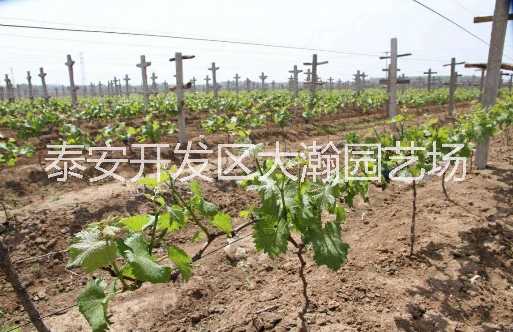 葡萄樹苗批發(fā)，基地*，量大質優(yōu) 專業(yè)品種苗