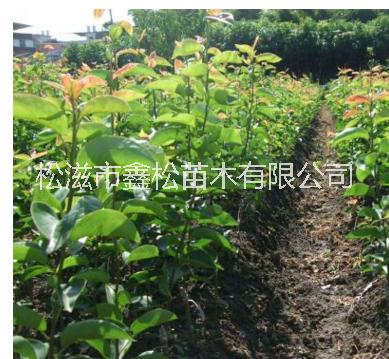 梔子花  梔子花苗木 梔子花供應(yīng)商 湖北梔子花