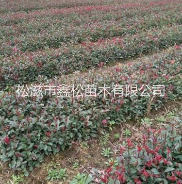 梔子花  梔子花苗木 梔子花供應(yīng)商 湖北梔子花