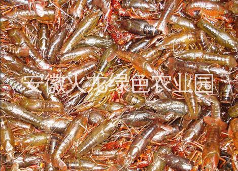 安徽小龍蝦|潛江小龍蝦批發(fā)|武漢小龍蝦報(bào)價(jià)
