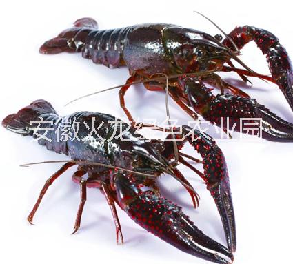 安徽小龍蝦|潛江小龍蝦批發(fā)|武漢小龍蝦報(bào)價(jià)