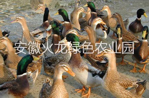 安徽麻鴨批發(fā)|安徽麻鴨價格|安徽麻鴨哪里有|安徽麻鴨報價