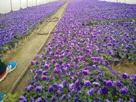 西安北郊草花基地，基地自產(chǎn)自銷。量大從優(yōu)