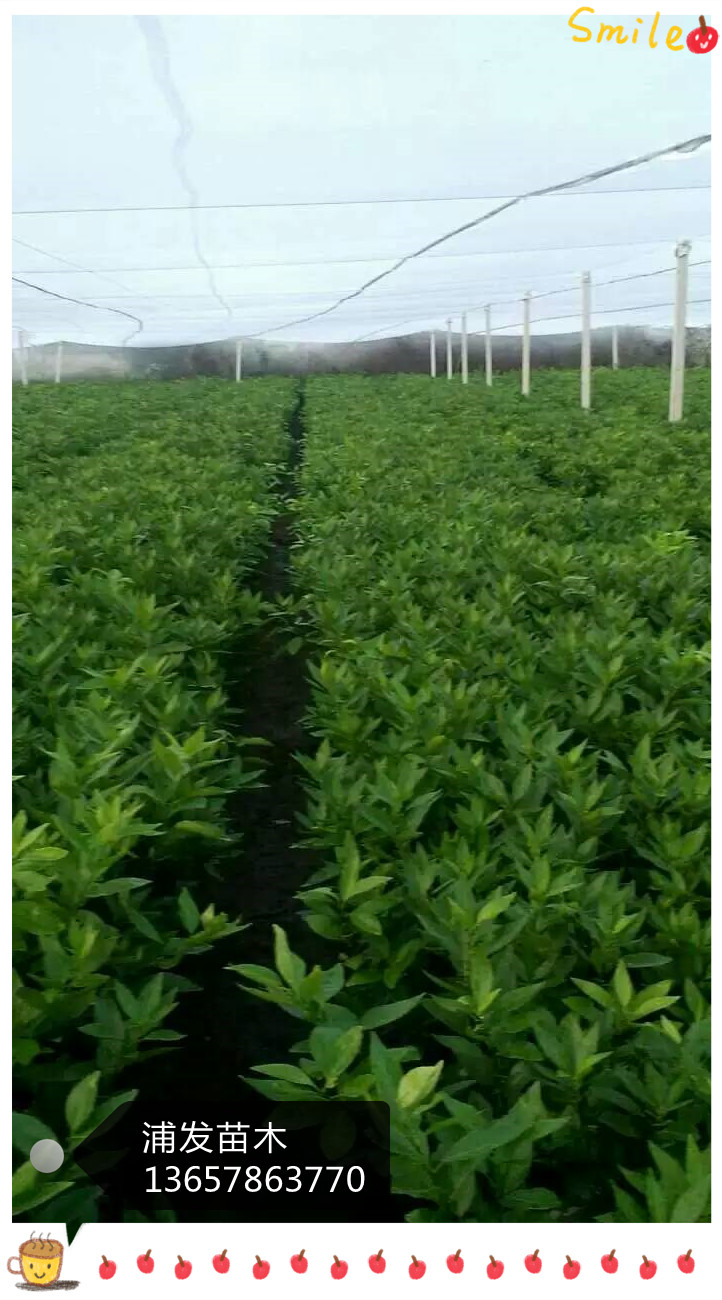 沃柑|沃柑批發(fā)商|廣西沃柑批發(fā)商|沃柑樹苗批發(fā)