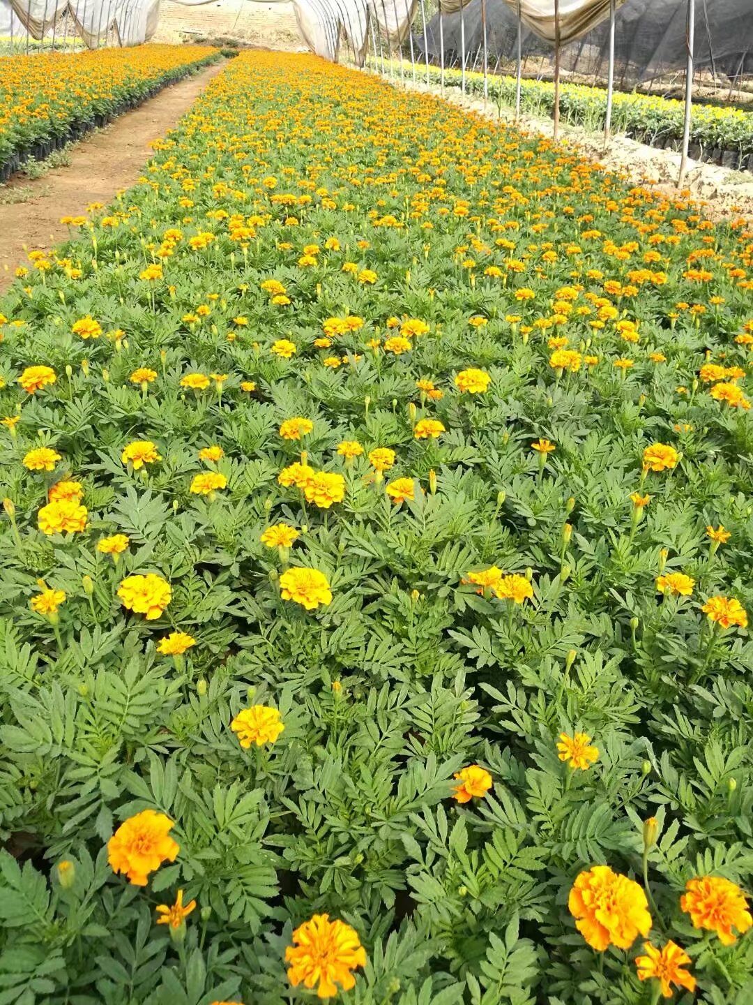 黃良草花基地，價格實惠，歡迎咨詢 黃良草花基地價格實惠歡迎咨詢洽談 黃良綠化草花基地
