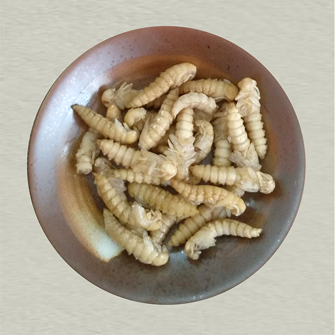 大麥蛹大麥蟲面包蟲黃粉蟲量大從優(yōu)