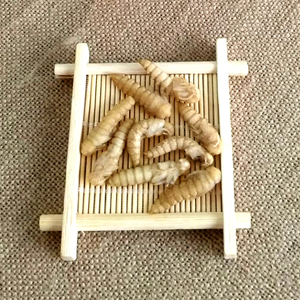 大麥蛹大麥蟲面包蟲黃粉蟲量大從優(yōu)