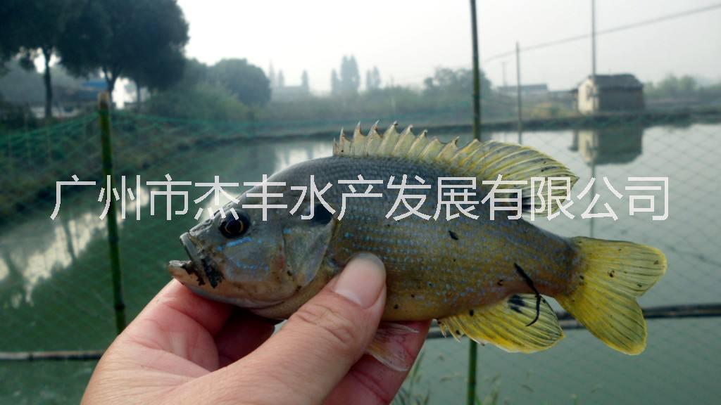 廣東太陽魚魚苗批發(fā)清遠太陽魚魚苗養(yǎng)殖場江西太陽魚魚苗供應商