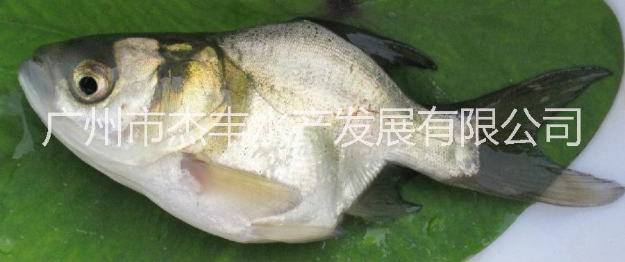 廣州縮骨大頭魚苗批發(fā)廣州縮骨大頭魚苗價(jià)格廣州縮骨大頭魚苗廠家