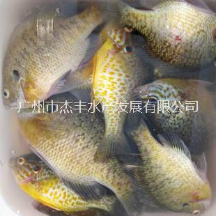 廣東太陽魚魚苗批發(fā)清遠太陽魚魚苗養(yǎng)殖場江西太陽魚魚苗供應商