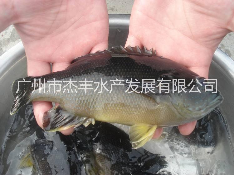 廣東太陽魚魚苗批發(fā)清遠太陽魚魚苗養(yǎng)殖場江西太陽魚魚苗供應商