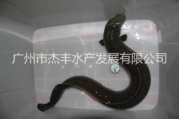 廣州花鰻魚苗批發(fā)廣州花鰻魚苗哪家好湖南花鰻魚苗批發(fā)