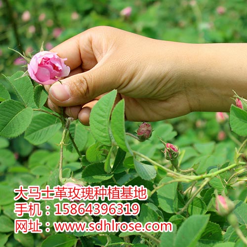大馬士革玫瑰鮮花 江蘇省無錫市大馬士革玫瑰鮮花廠家 玫瑰鮮花直銷 大馬士革玫瑰鮮 大馬士革玫瑰鮮廠家
