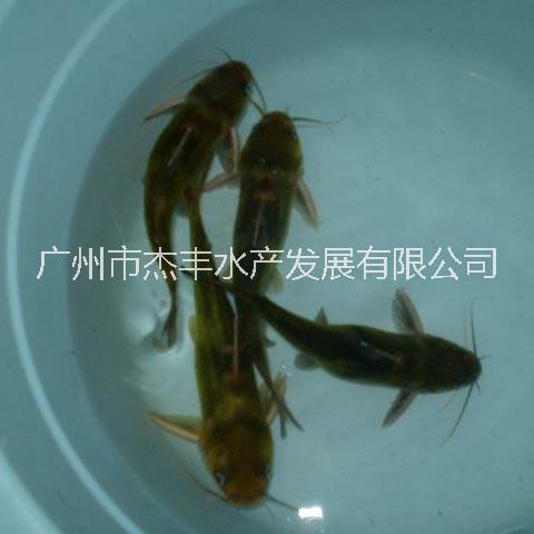 廣東江西單性全紅黃骨魚苗直銷廣州單性全紅黃骨魚苗批發(fā)