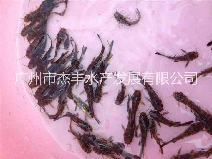 廣東江西單性全紅黃骨魚苗直銷廣州單性全紅黃骨魚苗批發(fā)