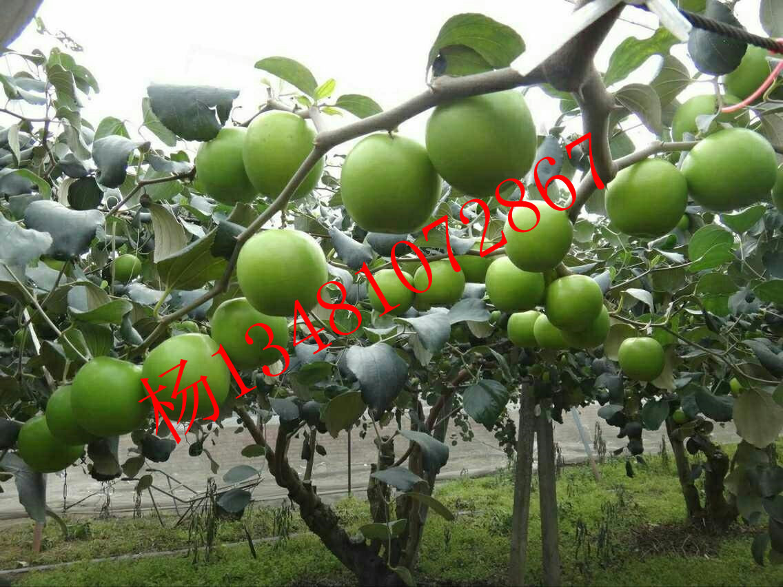 大量批發(fā) 臺灣大青棗苗 臺灣蘋果棗新品種苗