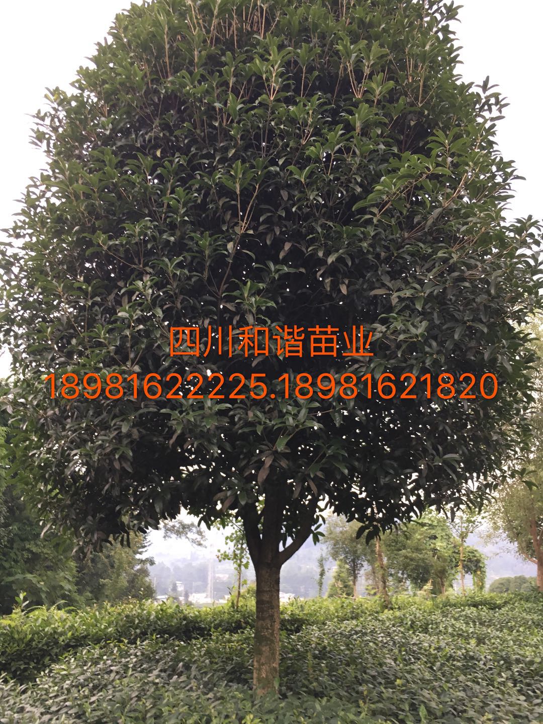 陜西桂花價(jià)格，湖北桂花價(jià)格