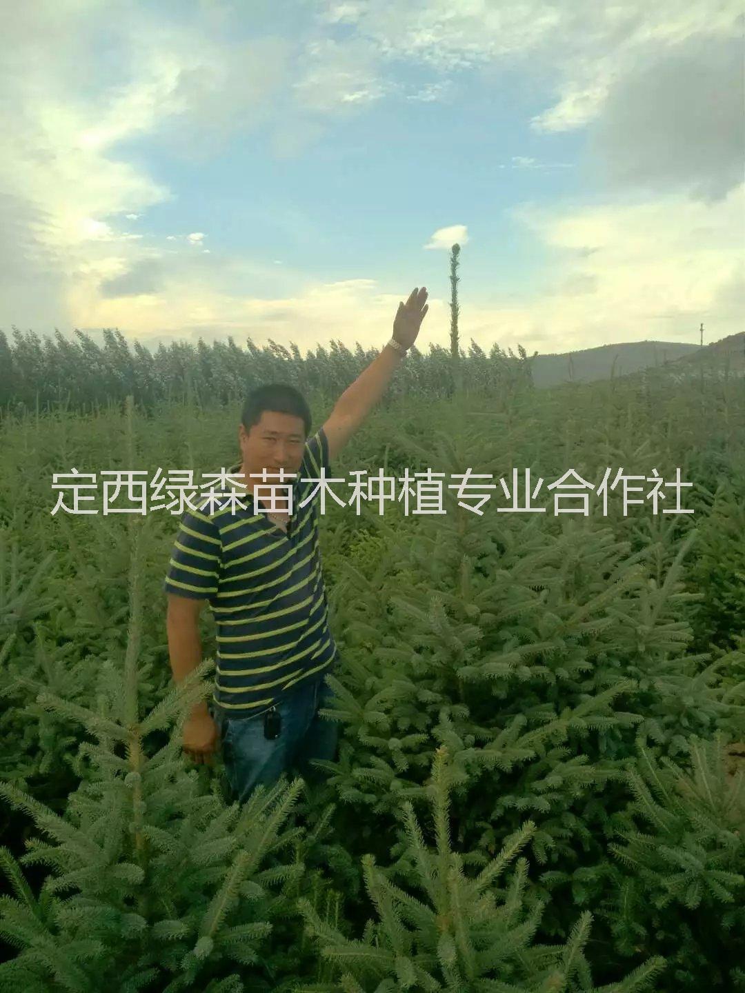 甘肅云杉苗價格、云杉樹苗、甘肅云杉 甘肅云杉價格、云杉、甘肅云杉