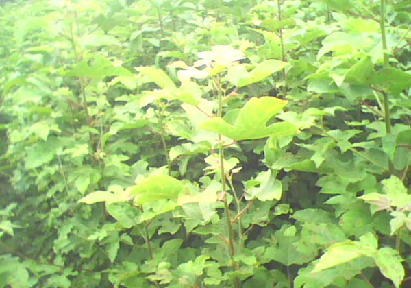 楓香苗出售 鱗片緊密單葉互生表面光滑價(jià)格實(shí)惠楓香苗生產(chǎn)基地