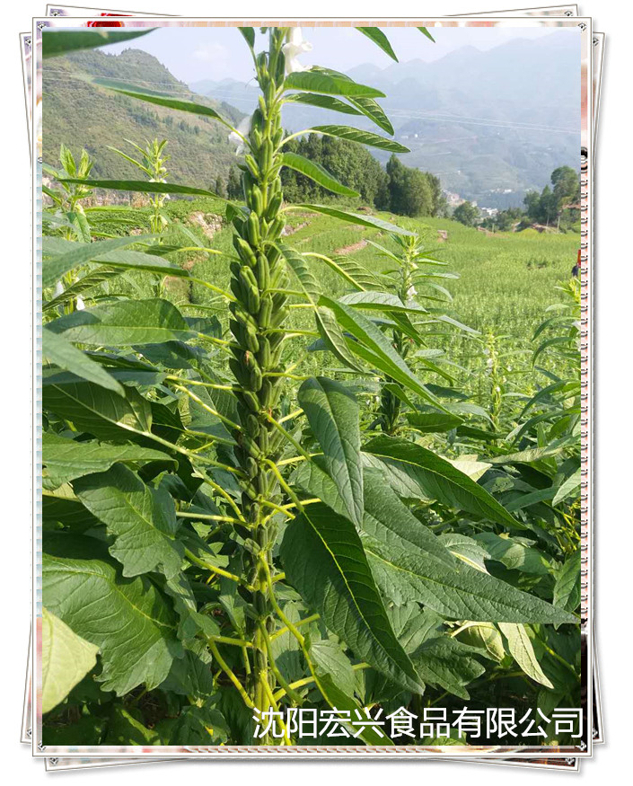 大連食品廠直銷火鍋蘸料調(diào)味韭花醬韭菜花醬 三英食品韭花醬