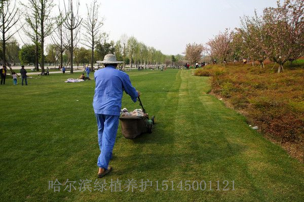 大慶綠植租賃花卉租擺15145001121黑龍江草坪鋪設(shè)修剪養(yǎng)護