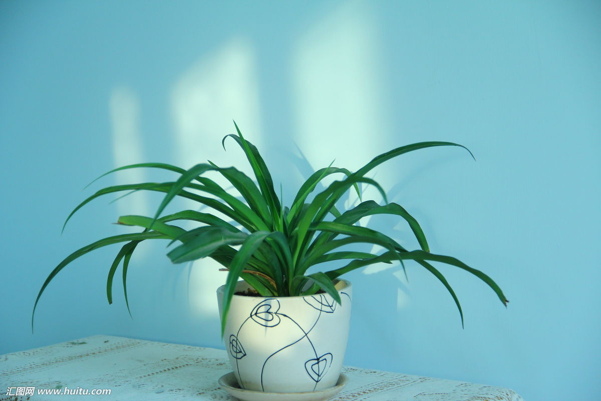 供應(yīng)吊蘭-合肥雙鳳工業(yè)區(qū)花卉租賃公司合肥綠植租擺公司 金邊吊蘭