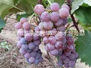 金手指 金手指葡萄 金手指批發(fā) 金手指價(jià)格