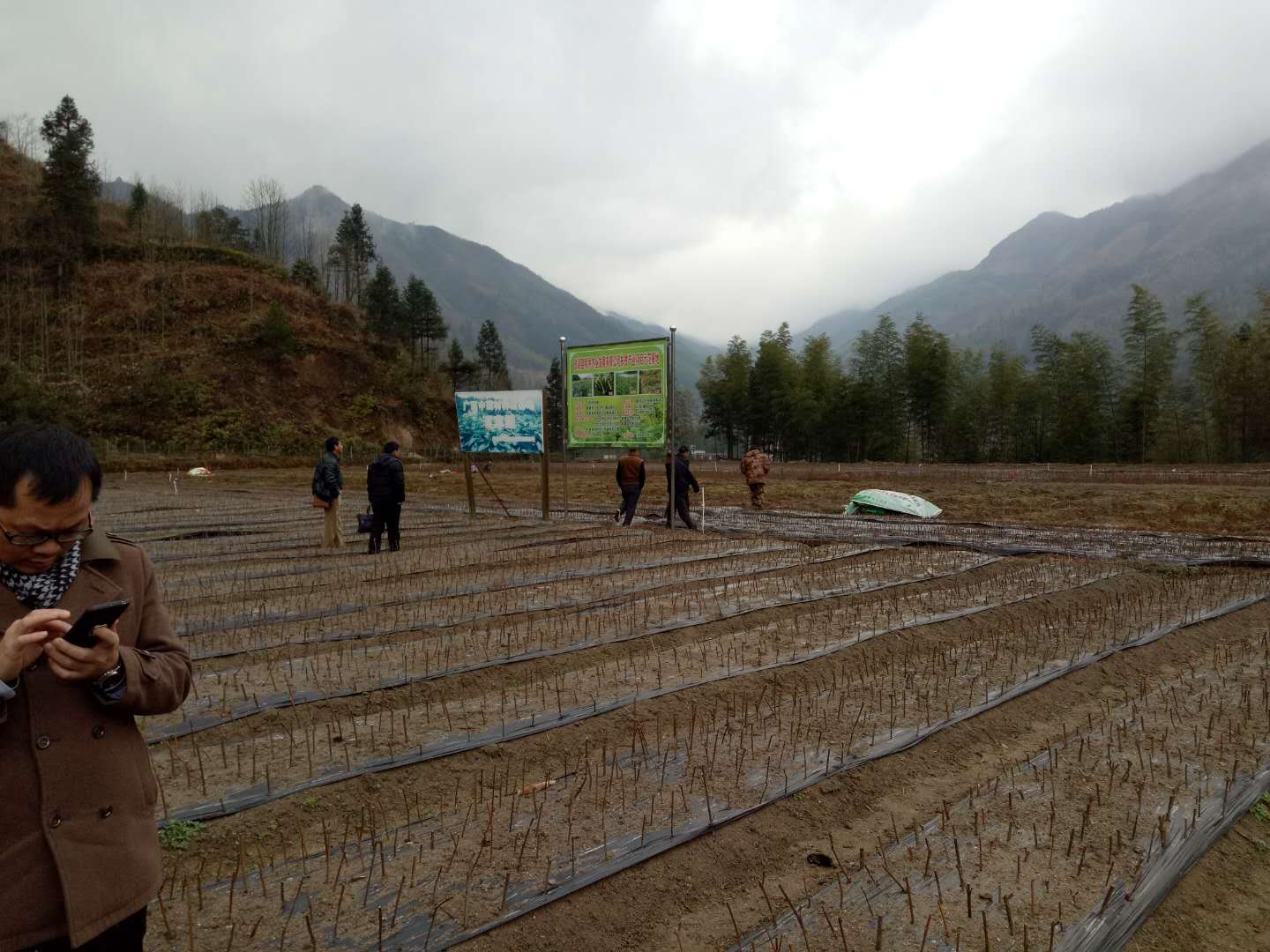 廣西吳茱萸苗價(jià)格，廣西吳茱萸苗批發(fā)，廣西吳茱萸苗大量供應(yīng)