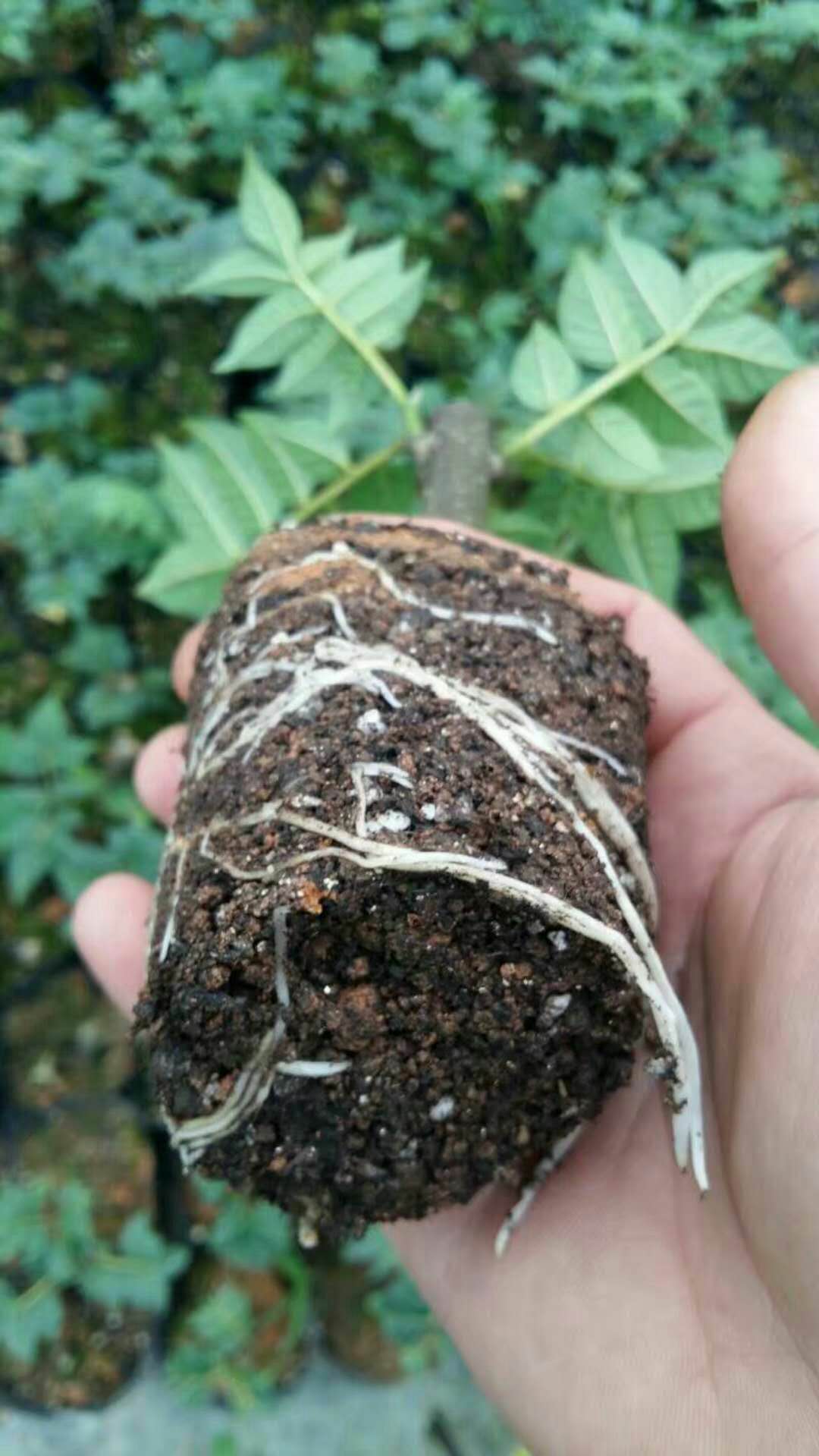 湖南吳茱萸營(yíng)養(yǎng)杯苗批發(fā)-湖南吳茱萸營(yíng)養(yǎng)杯苗報(bào)價(jià)-湖南吳茱萸營(yíng)養(yǎng)杯苗