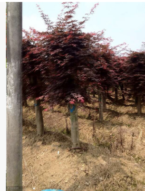 湖南紅楓-湖南紅楓基地-湖南紅楓苗-湖南紅楓苗基地-湖南紅楓優(yōu)質供貨商