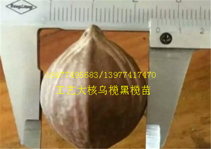 大核橄欖嫁接苗，大烏欖嫁接苗樹苗，大核工藝橄欖樹苗牛股欖苗