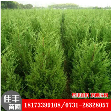 松柏樹 風(fēng)景雪松 工程綠化樹木四季常青 湖南長沙松柏樹苗木經(jīng)銷商 湖南松柏樹苗木