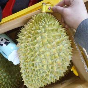 果然優(yōu)進(jìn)口水批發(fā)商 越南干堯榴蓮