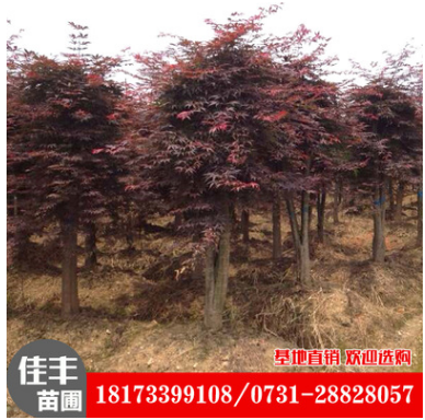 湖南紅楓-湖南紅楓基地-湖南紅楓苗-湖南紅楓苗基地-湖南紅楓優(yōu)質供貨商