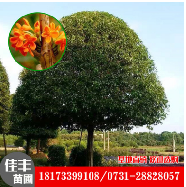 湖南桂花苗報(bào)價(jià)|湖南桂花苗基地報(bào)價(jià)表|湖南桂花苗圃批發(fā)價(jià)格|湖南桂花苗供貨商