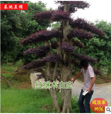 【基地直銷(xiāo)】苗圃直銷(xiāo)供應(yīng) 需求紅繼木古莊