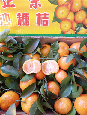 四會(huì)沙糖桔 全國(guó)配送 柑橘橙 *四會(huì)沙糖桔